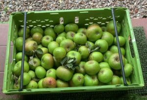 Apple magic | Shrewsbury Food Hub